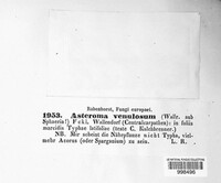 Asteroma venulosum image